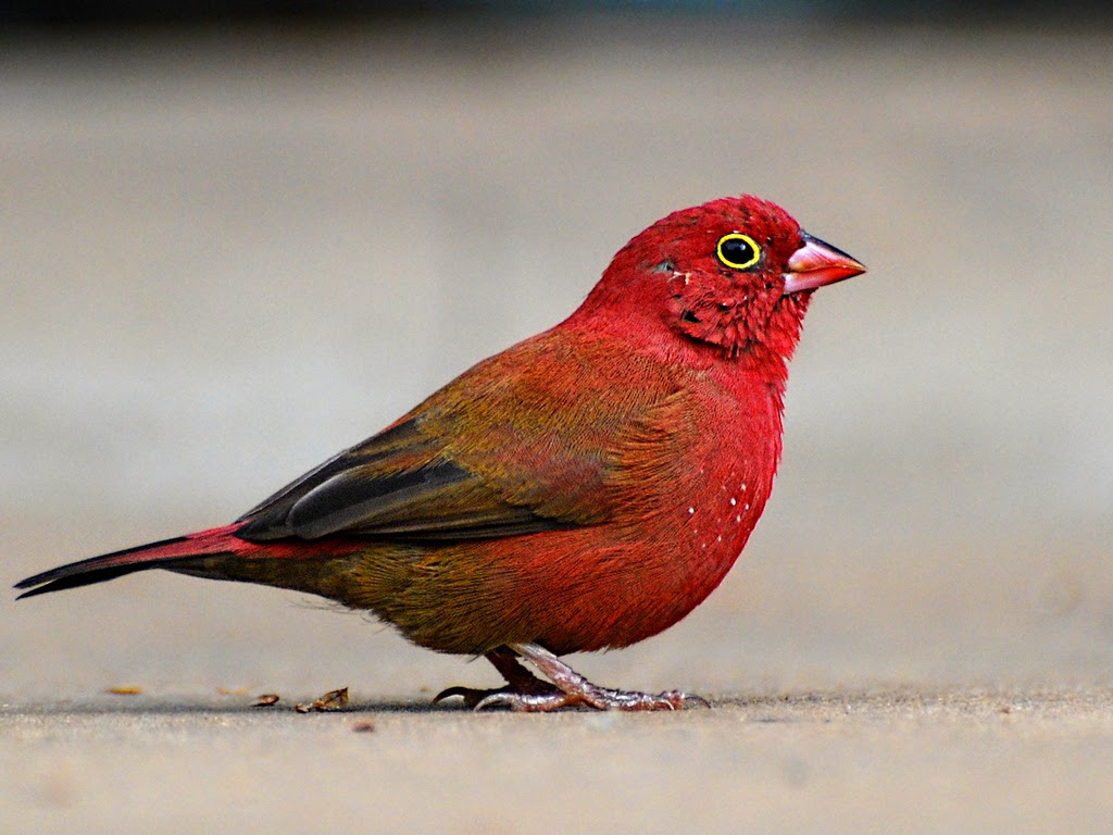 10 Stunning Red colored Birds