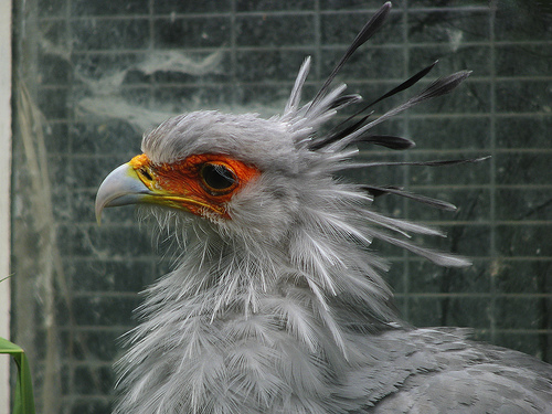 The Secretarybird – One of Africa’s Killer Birds